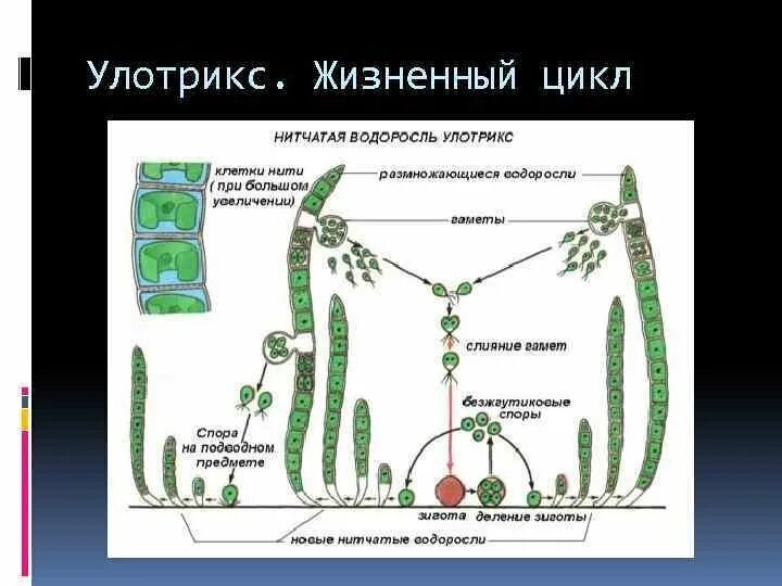 Схема размножения улотрикса. Цикл улотрикса схема. Нитчатая водоросль улотрикс. Жизненный цикл улотрикса схема.