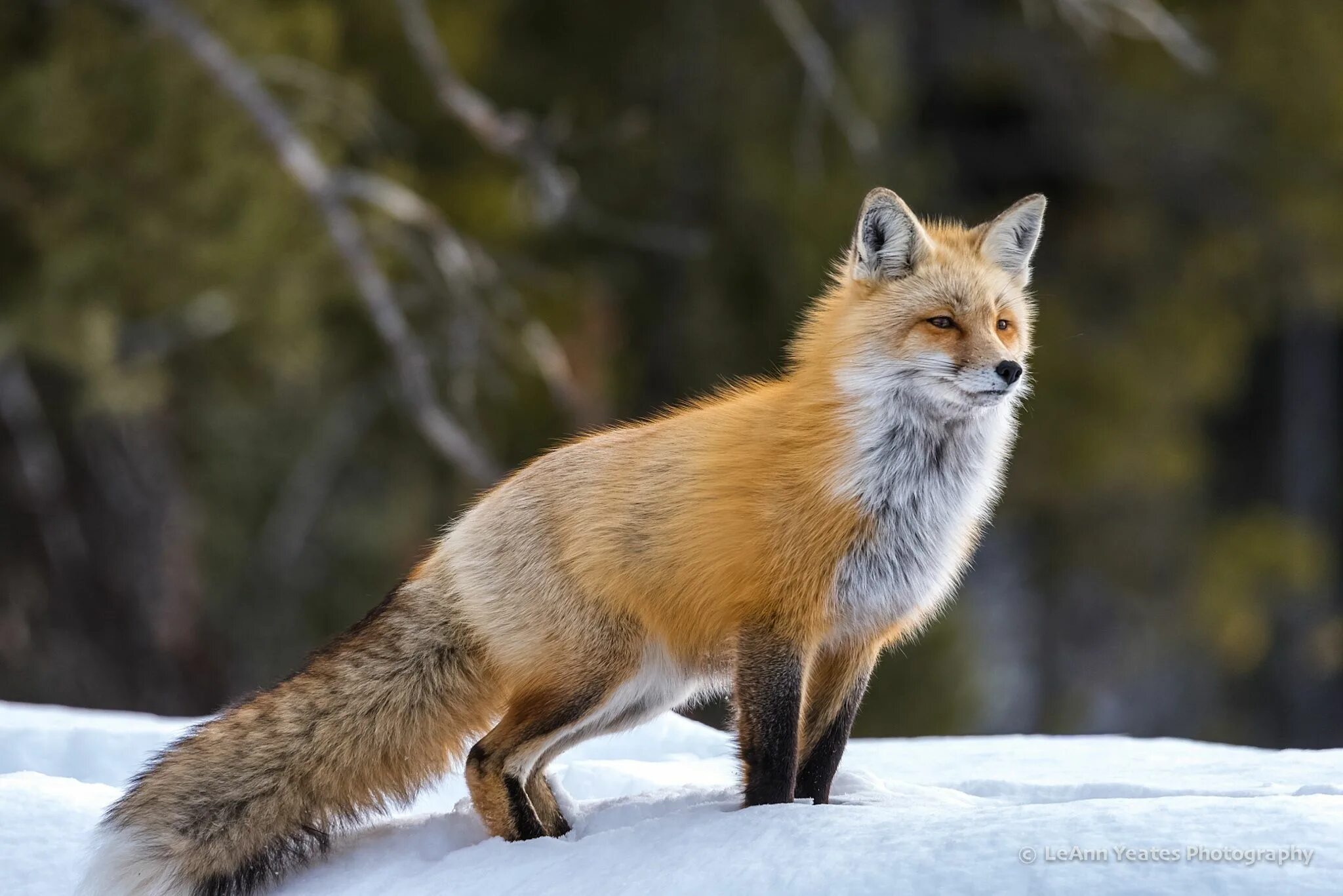 Хвост какой лисий. Лисий хвост. Баттплаг лисий хвост. Пушистый хвост лисицы. Анальная пробка хвост лисички.