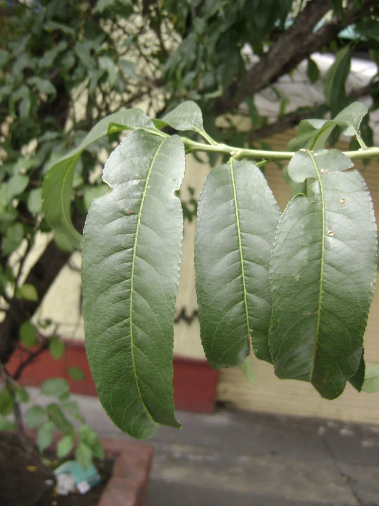 peach leaf