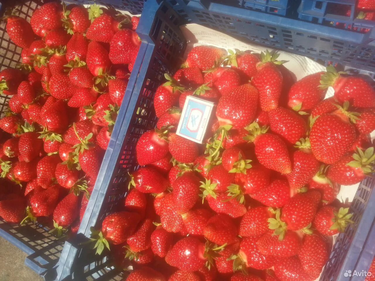 Клубника туруси отзывы. Земляника чамора туруси. сорт клубники чамора туруси. рассада клубники чамора туруси.