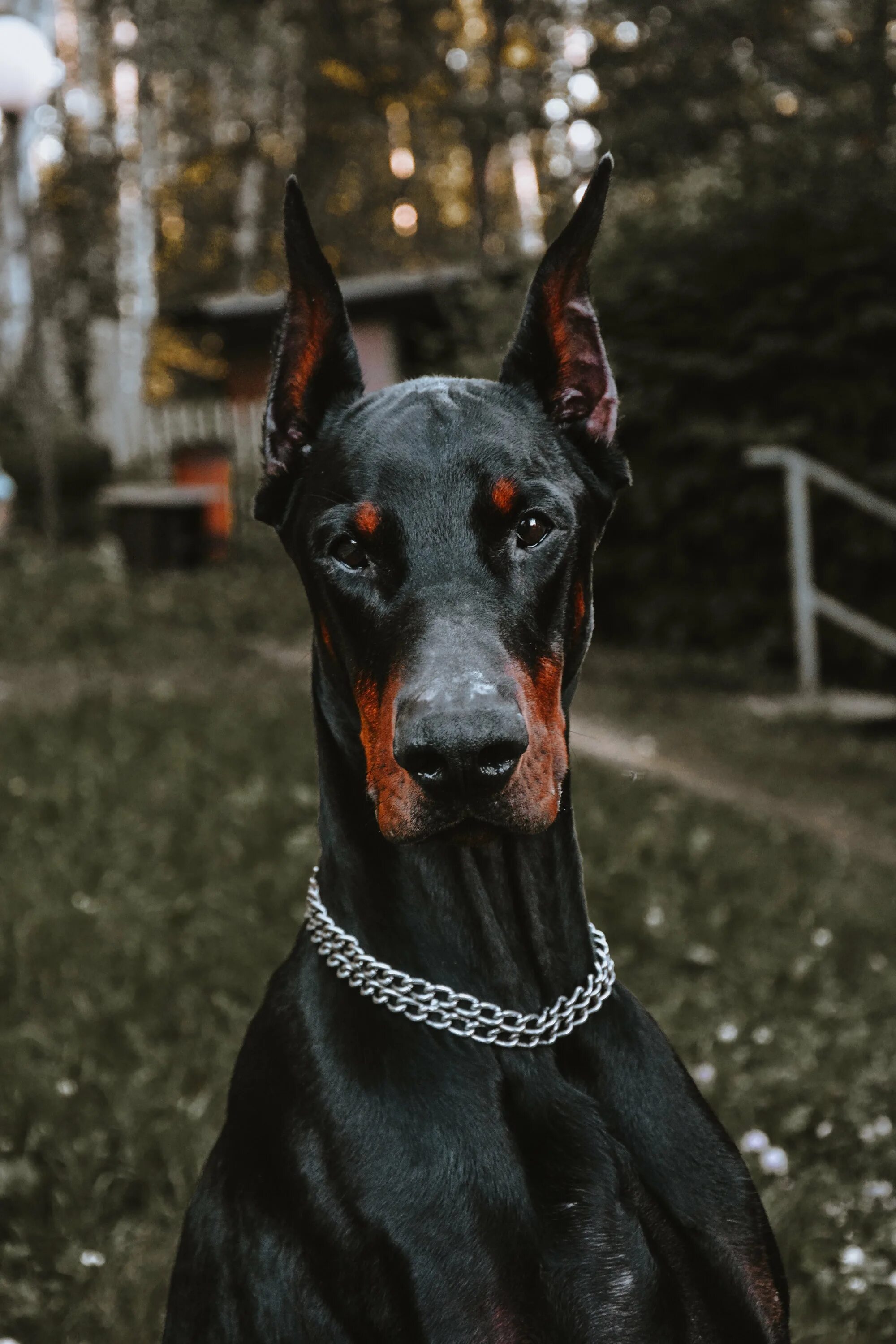 Королевский доберман. Доберман k9. Самые крутые породы. Доберман собака. Доберман владека рошины.