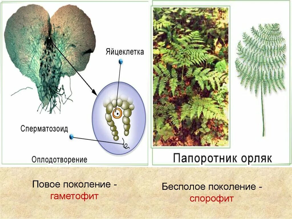 Является бесполым поколением. Папоротник орляк гаметофит. Заросток орляка. Гаметофит орляка строение. Спорофит орляка.