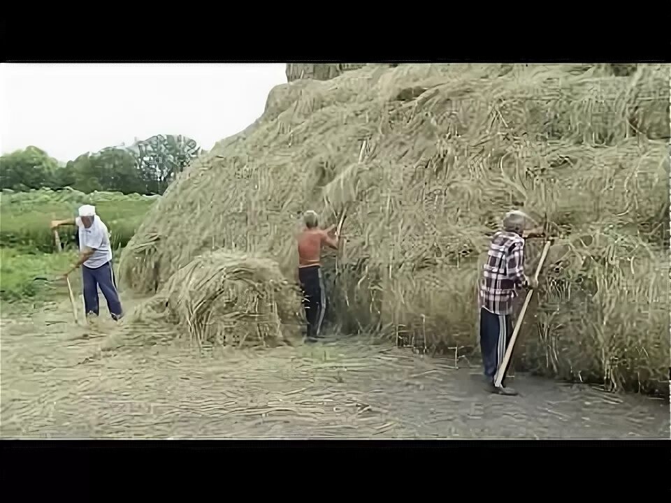 Скирдование соломы. Укрытый стог сена. Скирдование соломы на Украине. Флис для укрытия сена. Хорошо высушенное сено пора складывать в стог