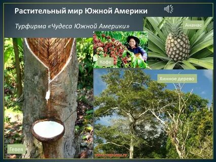 Растения растущие в северной америке