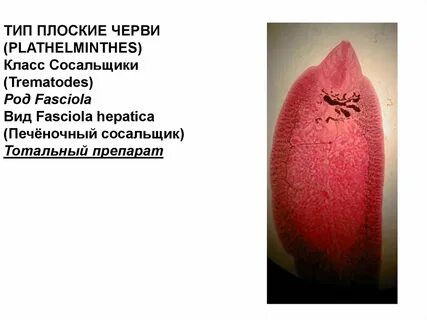Сосальщик систематика