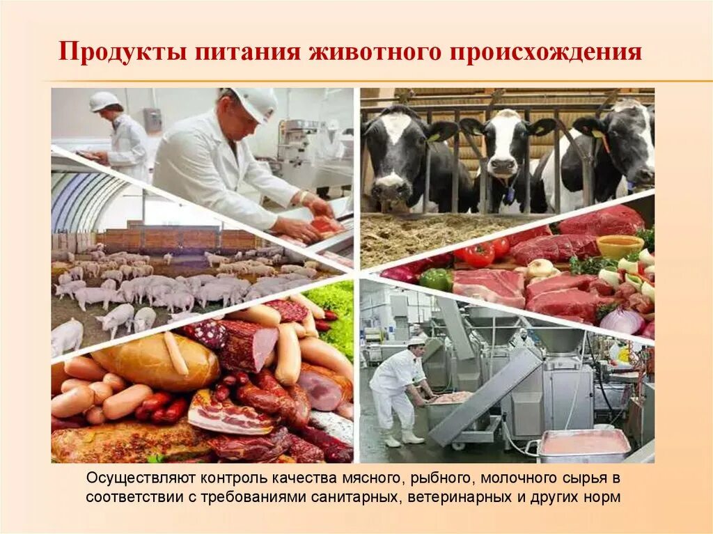 Пищевая сельскохозяйственная продукция. Продукты питания животного происхождения. Реализация животноводческой продукции. Хранение транспортировка и реализация продукции животноводства. ВСЭ продуктов животного происхождения.