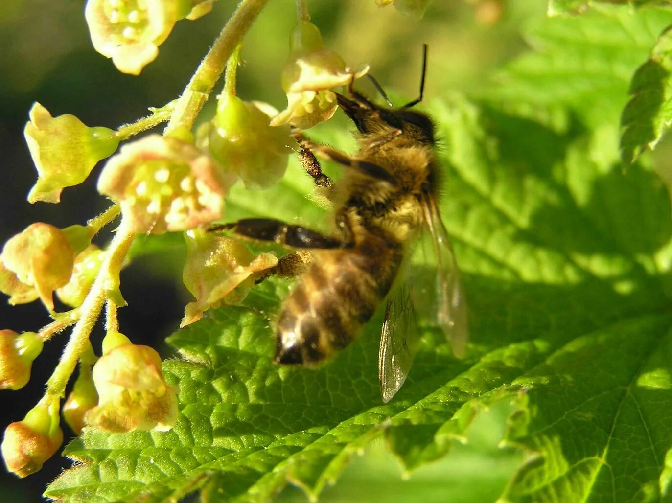 Велеса опылители. Пчела на смородине. Смородина и пчёлы. Пчелиная смородина. Пчела на крыжовнике.
