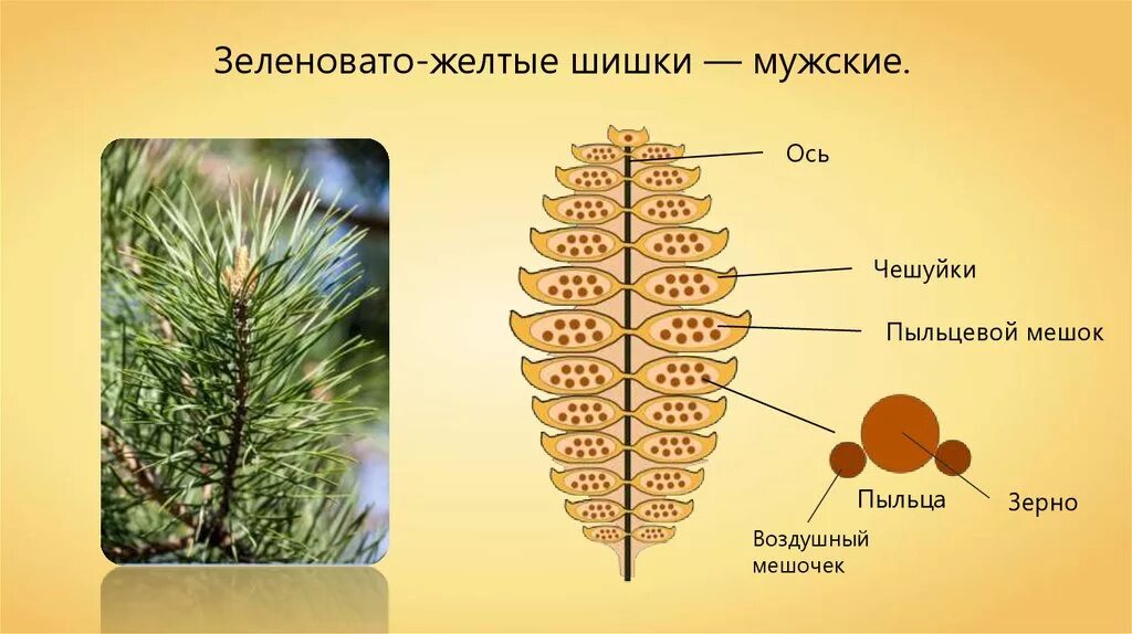 Строение шишки голосеменных растений. Семяпочка голосеменных. Строение шишки голосеменных. Шишки голосеменных ЕГЭ.