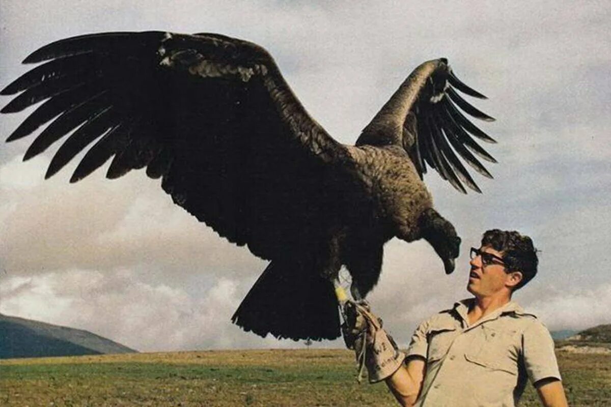 Самая большая птица на земле. Кондор размах крыльев. Кондор птица размах крыльев. Андский Кондор размах крыльев в метрах. Величественная Аргентинская птица.