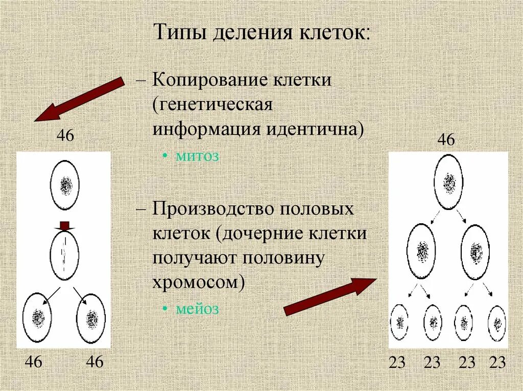 Типы деления. Виды деления клеток. Схемы двух типов деления клеток. Типы клеточного деления.