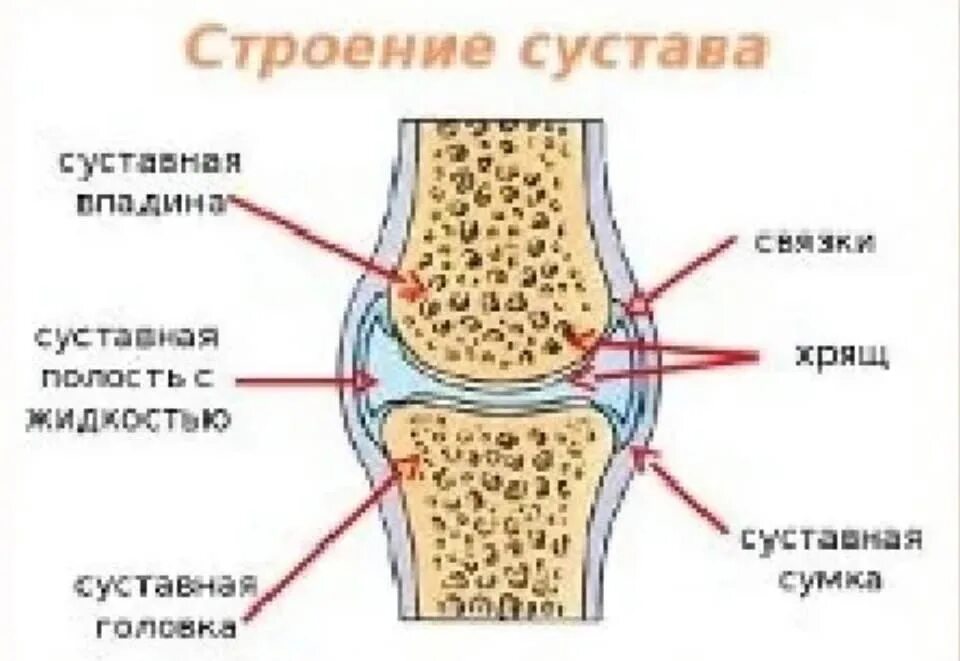 Скелет состоит из хрящевой ткани. Строение коленного сустава суставная впадина. Строение сустава суставная впадина. Строение коленного сустава 8 класс. Суставная сумка это в биологии.