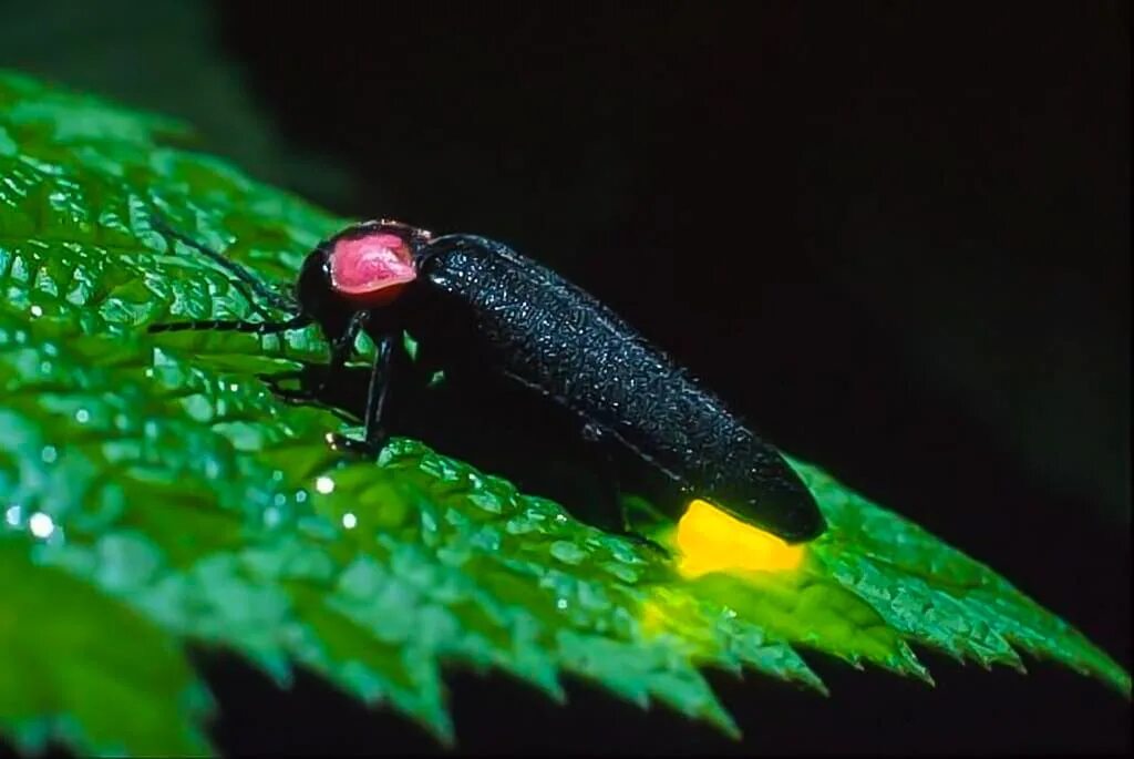 черные светлячки