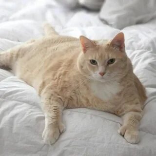 Пухлых котиков