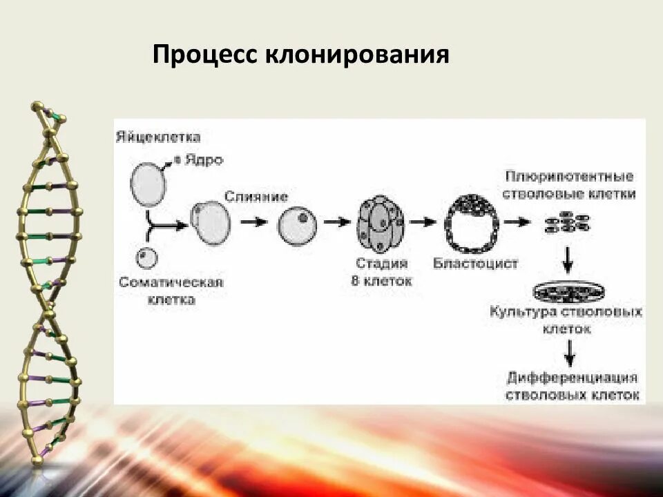 Как делают клонов. Клонирование схема процесса. Клонирование схема биология. Этапы клонирования схема. Процесс клонирования человека.