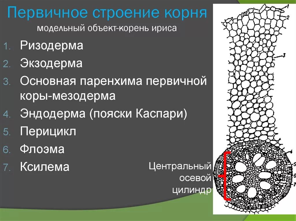 Ксилема эндодерма ризодерма. Ризодерма эндодерма перицикл. Ткань корня флоэма, Ксилема, ризодерма. Флоэма, Ксилема, экзодерма, эндодерма. Укажите признаки характерные для флоэмы