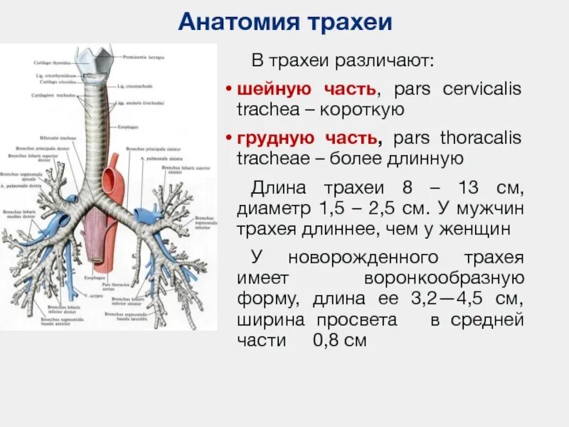 Строение трахеи топографическая анатомия. Гортань трахея бронхи строение. Трахея топография строение. Трахея дети схема. Длина трахеи