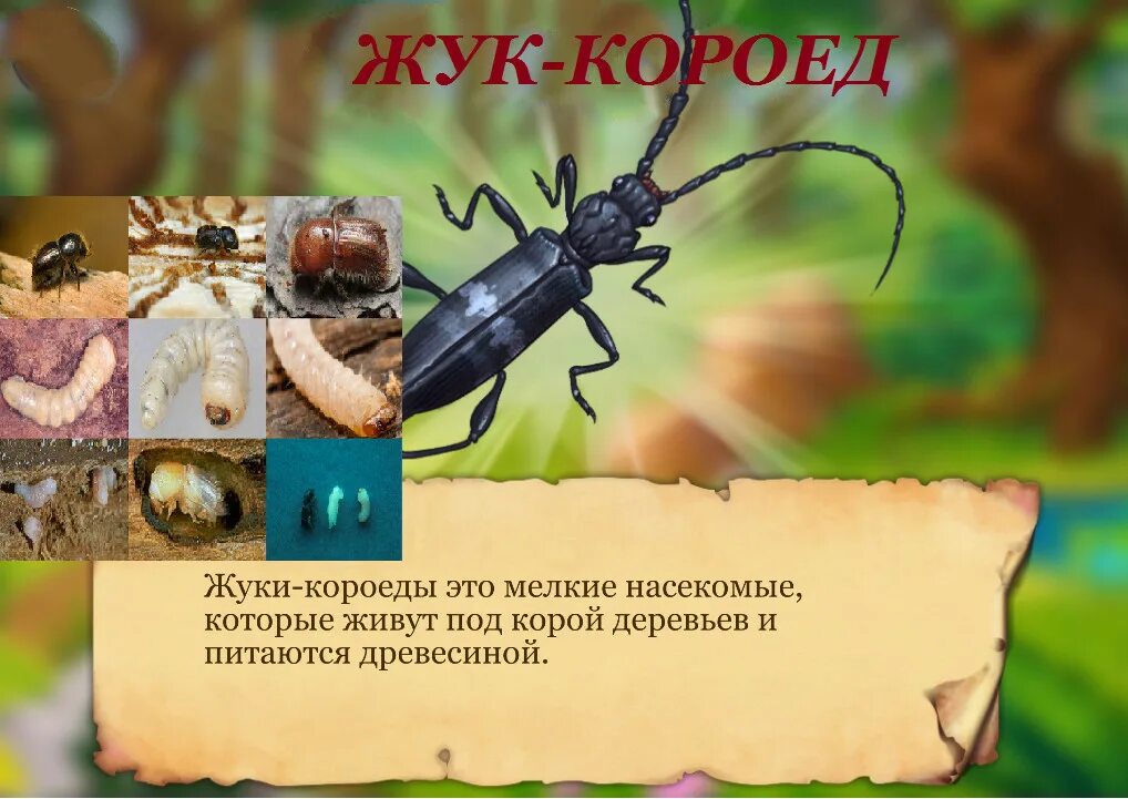 Ответы Mail.ru: Как ни зайду в дровник, постоянно стоит хруст. Что это такое? на