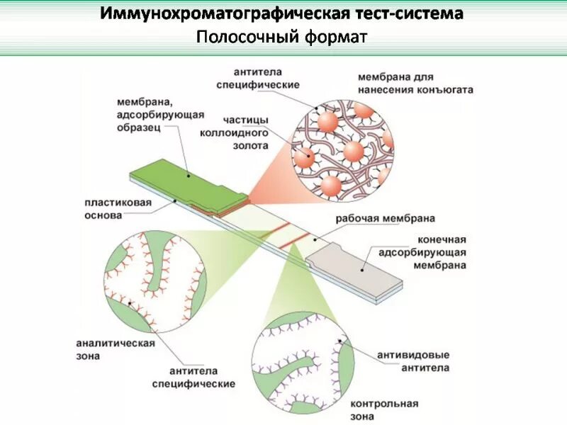 Качественно иммунохроматографический тест. Экспресс-тест на антитела к коронавирусу SGTI-Flex Covid-19 IGG. Иммунохроматографические тест-системы. Иммунохроматографический экспресс-тест методика проведения. Иммунохроматографический анализ (ИХА).