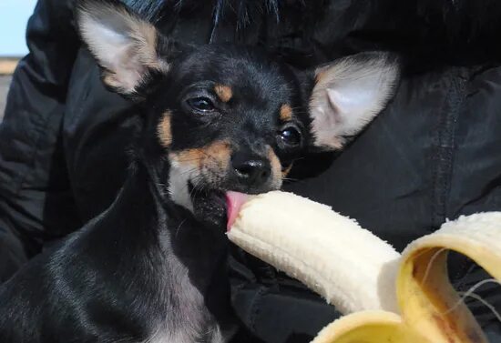 Можно собакам давать бананы. Собака ест банан. Терьер банан. Щенок ест банан. Собака кушает банан.