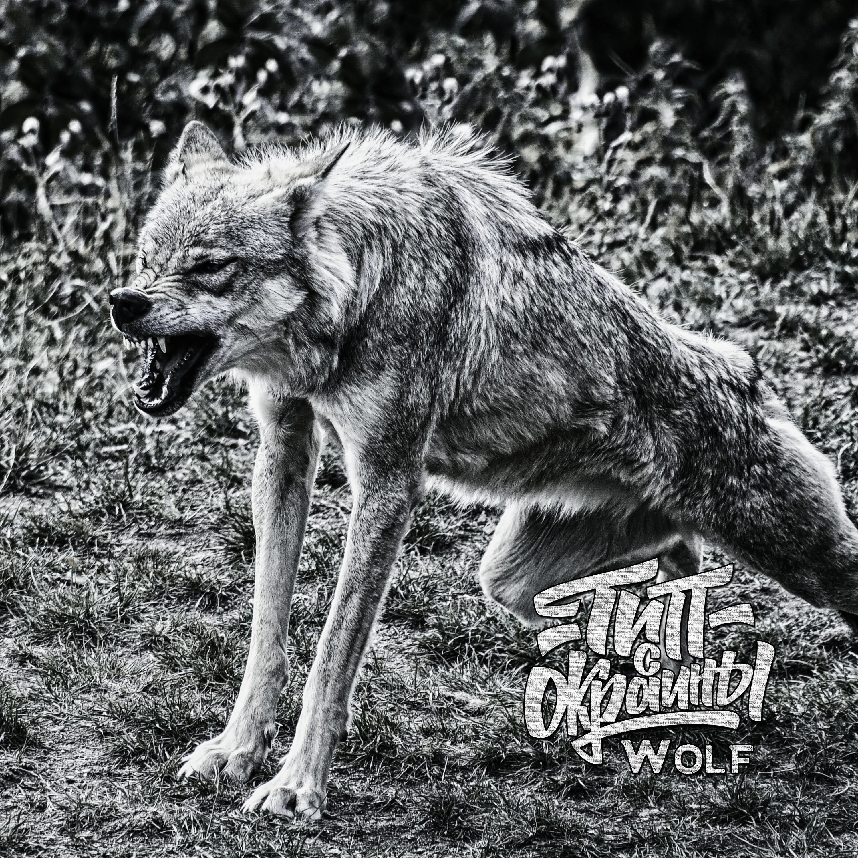 Слушать волк 1. Волк альбом. Вульф альбом. Шакал воет. Wolf обложка альбома.