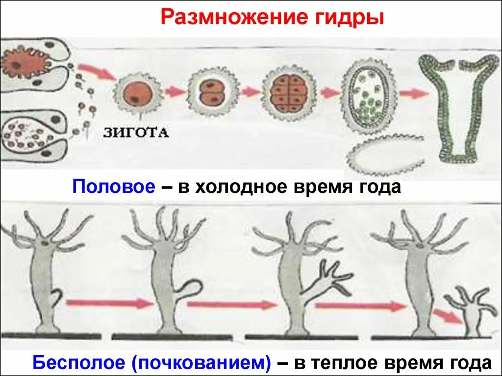 Пресноводная гидра размножается. Половое и бесполое размножение гидры. Тип размножения гидры. Бесполое размножение гидры пресноводной. Тип размножения пресноводной гидры.