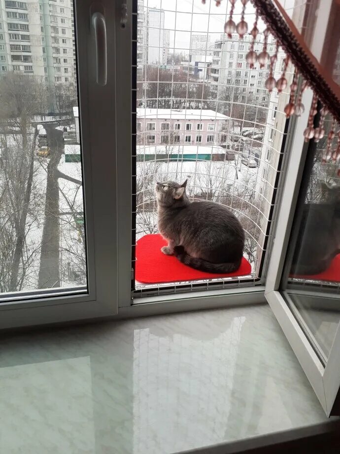 Балкон для кошек купить. Балкон-антикошка katfreedom.. Балкон для кошек. Балкончик антикошка. Кот на балконе.