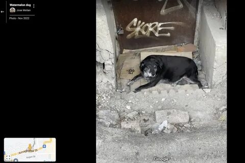 Сгоревшая собака