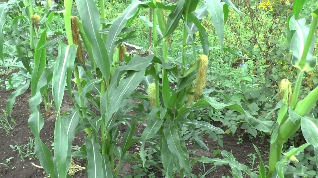 В каком месяце сажают кукурузу. Кукуруза на грядке. Кукуруза сахарная однолетний культурный злак. Кукуруза сахарная миниголд. Кукуруза Земляничная рассада.
