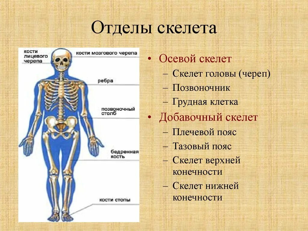 Три отдела кости. Отделы и основные кости скелета. Строение отделов скелета. Общее строение скелета человека отделы скелета. Скелет человека осевой скелет.