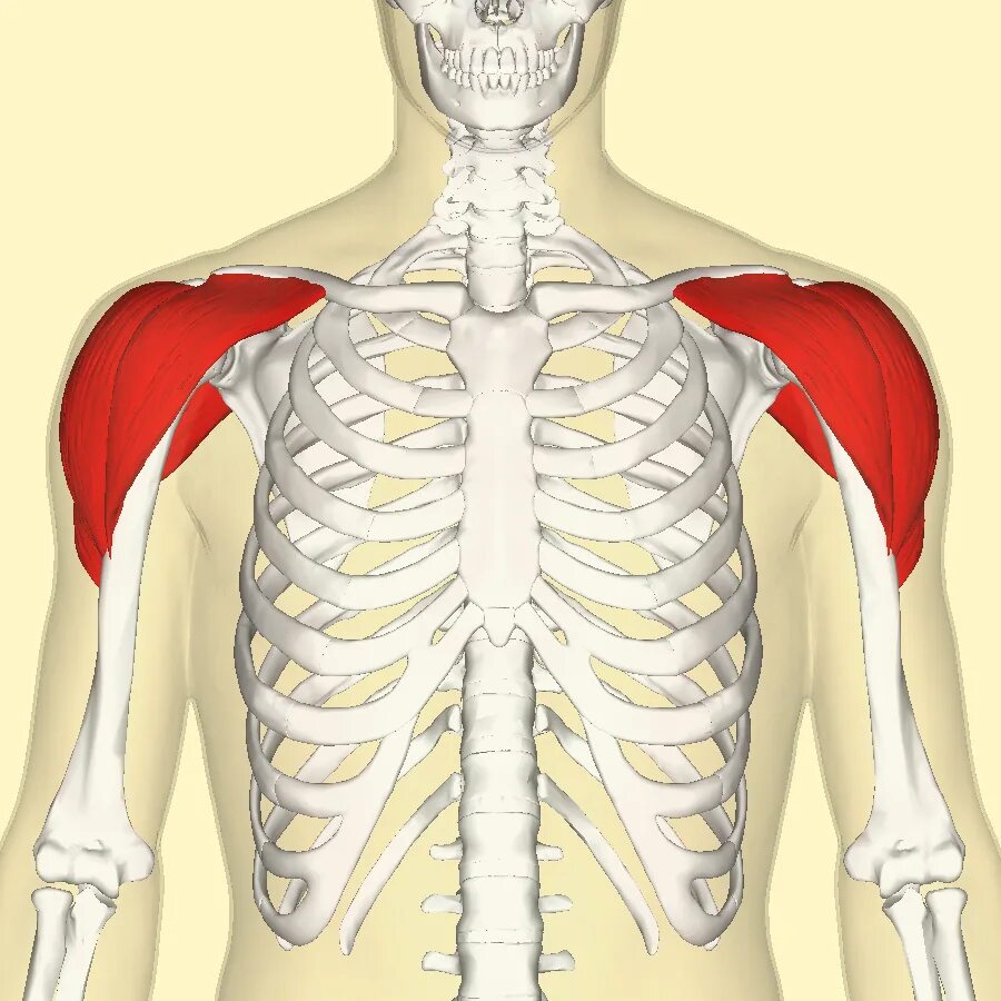 Перелом мышц. Deltoid muscle. мускулюс дельтоидеус. musculus deltoideus анатомия. дельтовидная мышца на скелете.