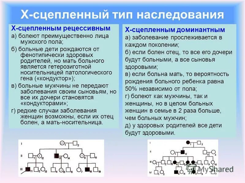 X sceplenniy dominantniy Tip nasledovania. Х сцепленный рецессивный Тип наследования. Х сцепленное доминантное и рецессивное наследование. Характеристика х сцепленного доминантного типа наследования. Признаки доминантного муж