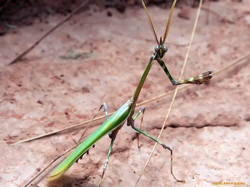 Iris polystictica богомол. Богомол Empusa pennicornis. Астраханские насекомые. Насекомые Астраханской области. Богомол астрахань