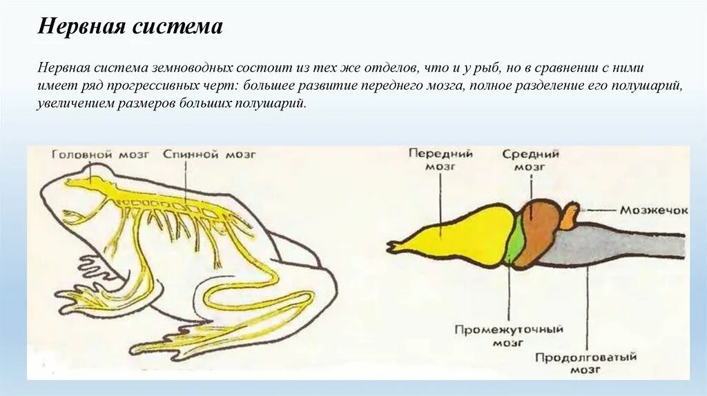 Внутреннее строение лягушки нервная система. Нервная система амфибий схема. Нервная система земноводных схема. Нерв система амфибий.