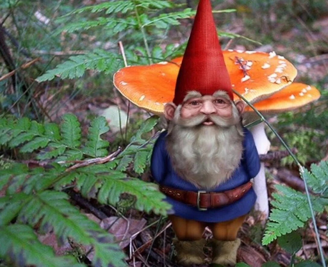 живой гномик. лесные гномы. люди гномы. живой гномик. гномы живые.