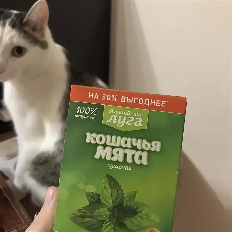 Чем отличается кошачья мята от обычной. Кошачья мята. мята перечная и кошачья мята. кошачья мята и мята разница. мятные капли для кошек.