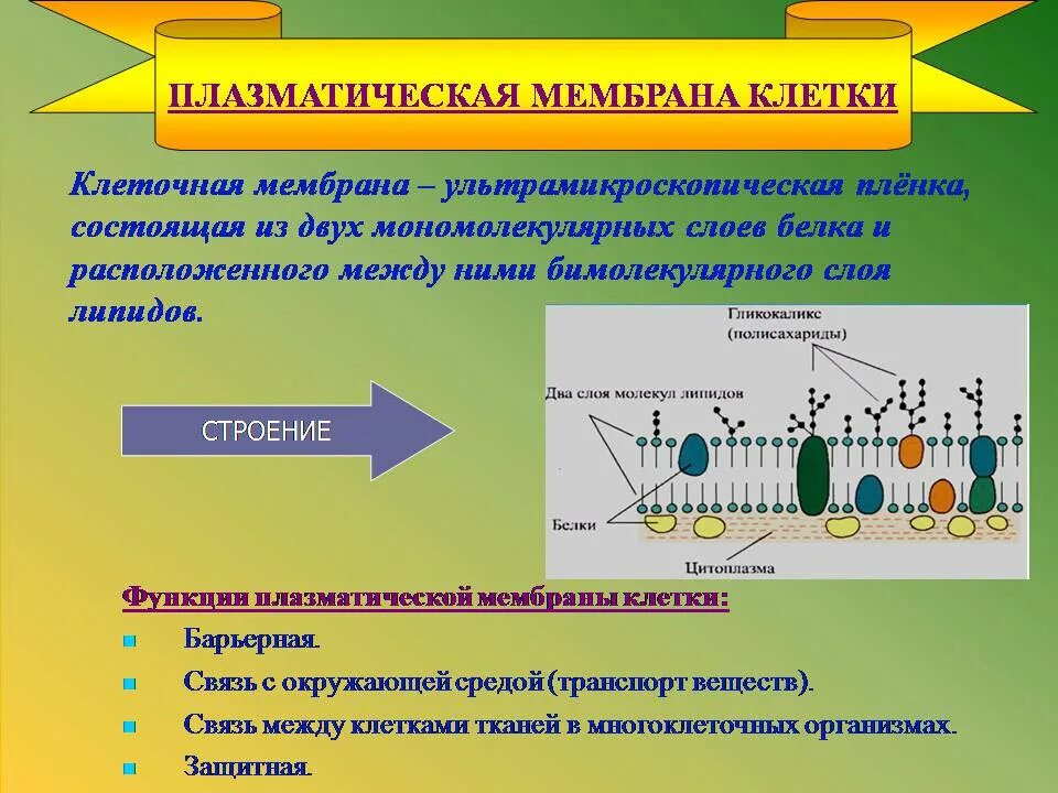 Плазматическая мембрана клетки состоит. Плазматическая мембрана. Функции плазматической мембраны. Плазматическая мембрана клетки барьерная. Функции белков расположенных в плазматических мембранах клетки.