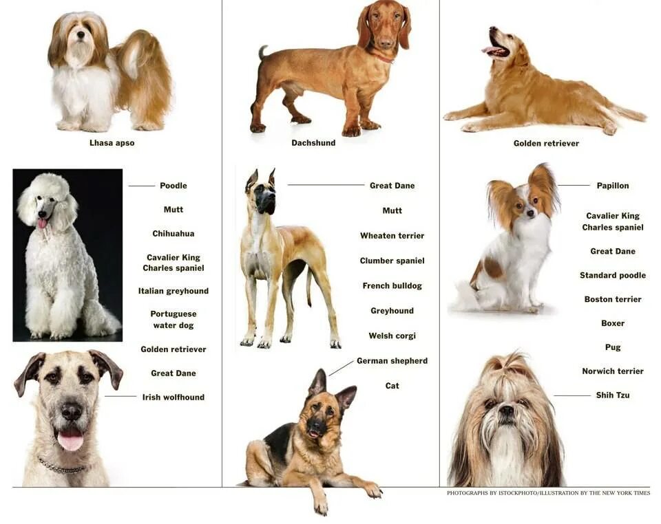 Породы среднеразмерных собак. Породы собак таблица крупные средние маленькие. Породы собак в таблице маленькие средние. Породы собак с фотографиями и названиями мелких и средних размеров. Какую породу хотите
