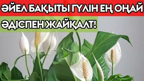 Фильмдерден онлайн порно видеолар