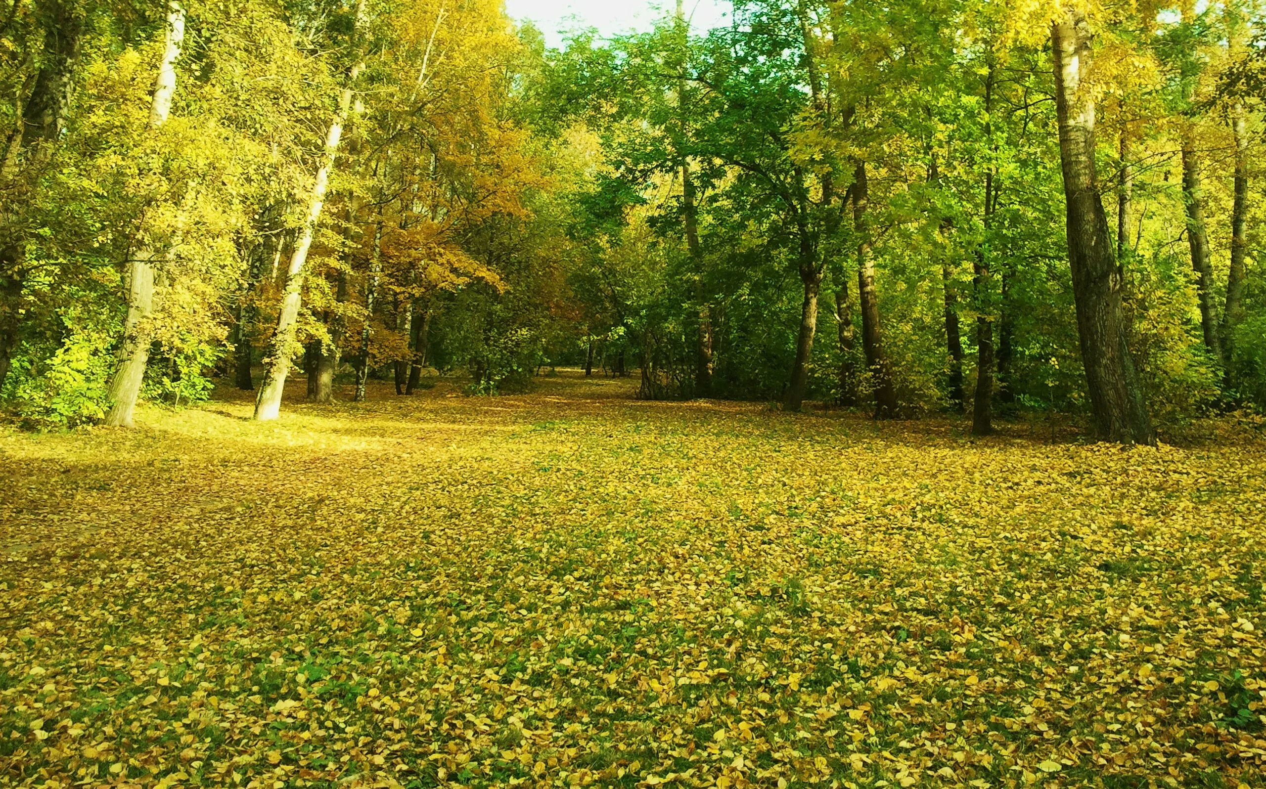 В лесу на солнечной полянке. Осенняя Поляна в лесу. Лесная Поляна осень. Лесная Поляна осенью. Полянка в лесу.