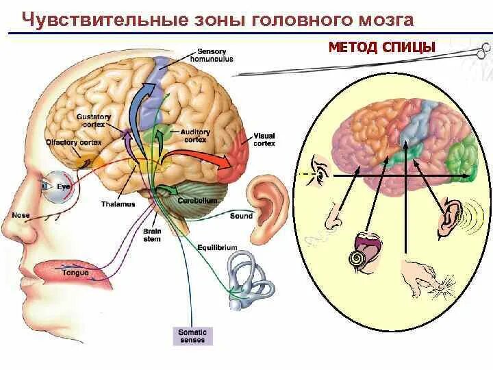 Тест 24 органы чувств зрительный анализатор. Зрительный анализатор строение головной мозг. Слуховой анализатор анализатор. Схема зрительного и слухового анализаторов. Анализаторы человека схема.