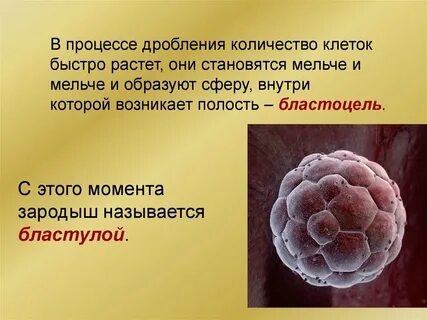 Зигота это многоклеточный зародыш