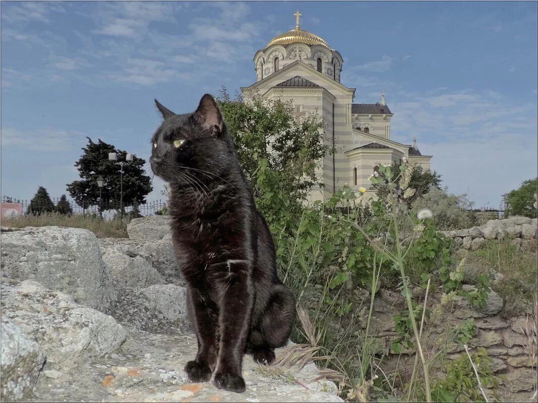 Купить кошку севастополь. Коты Херсонеса. Севастопольские коты. Крымские коты. Кошка Севастопольская.