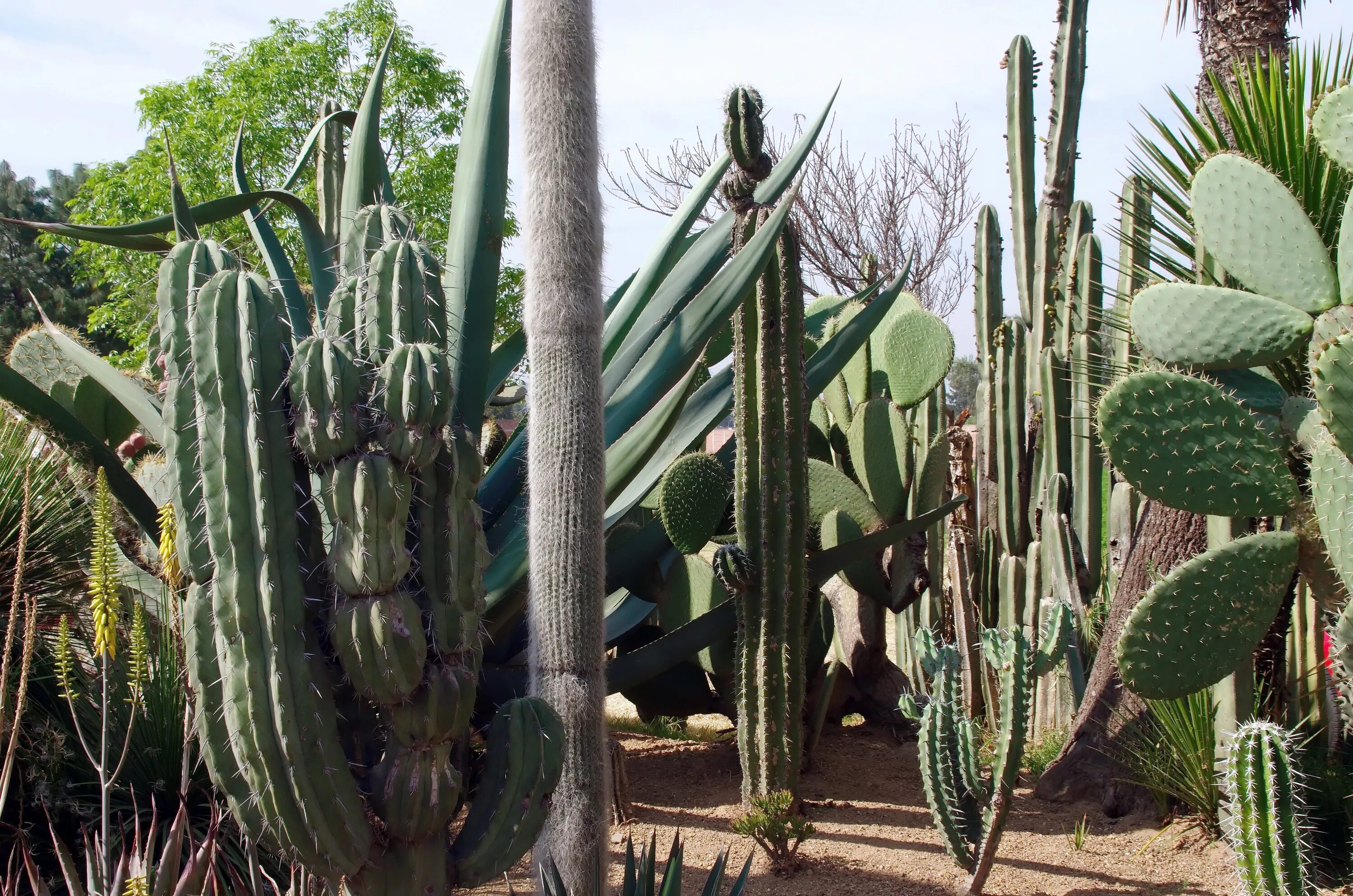Mexican cactus. Опунция Кактус Мексика. Кардон Кактус Мексика. Мексиканское Нагорье кактусы. Мексика Дикие Суккуленты.