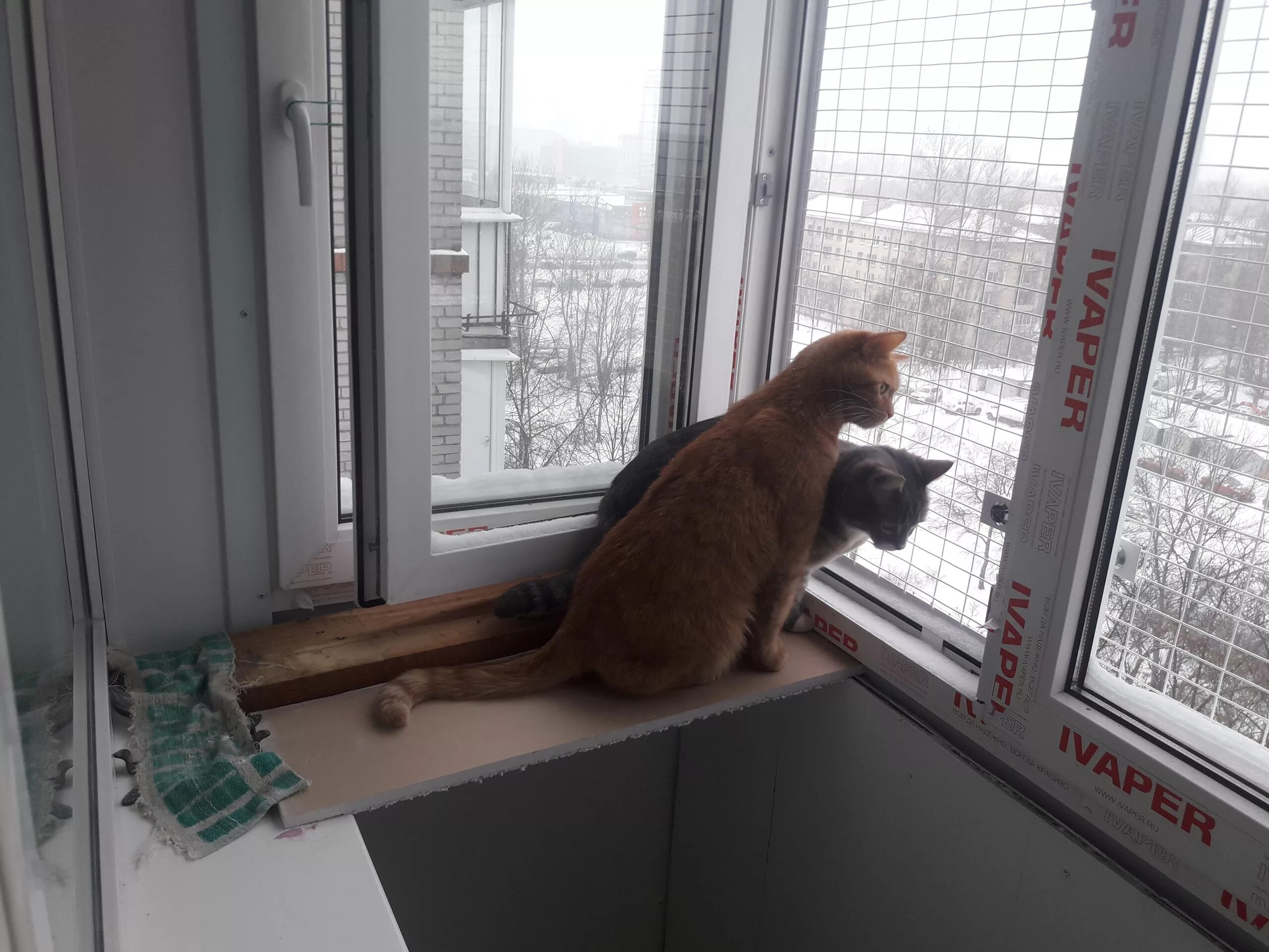 Сетка на окно для кошек антикошка купить. Сетка антикошка. Вольер антикошка для балкона. Сетка антикошка на пластиковые окна. Кот сетка антикошка.