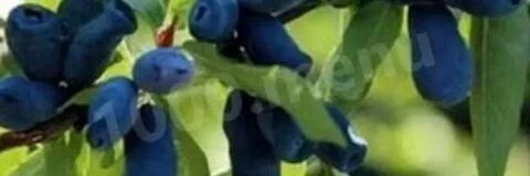 Компот из жимолости с чем сочетается