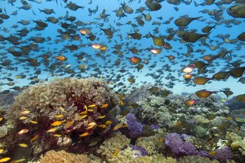 Coral Reefs in Kenya.