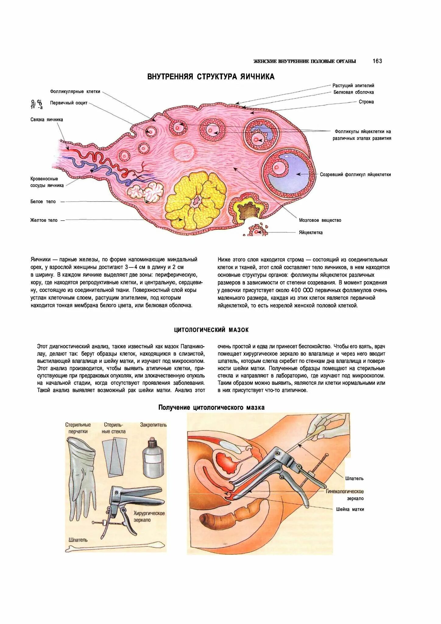 Строение и функции женских органов. Яичники расположение строение функции. Женская половая система яичник анатомия строение. Внутреннее строение яичника анатомия. Женские половые органы анатомия яичник.