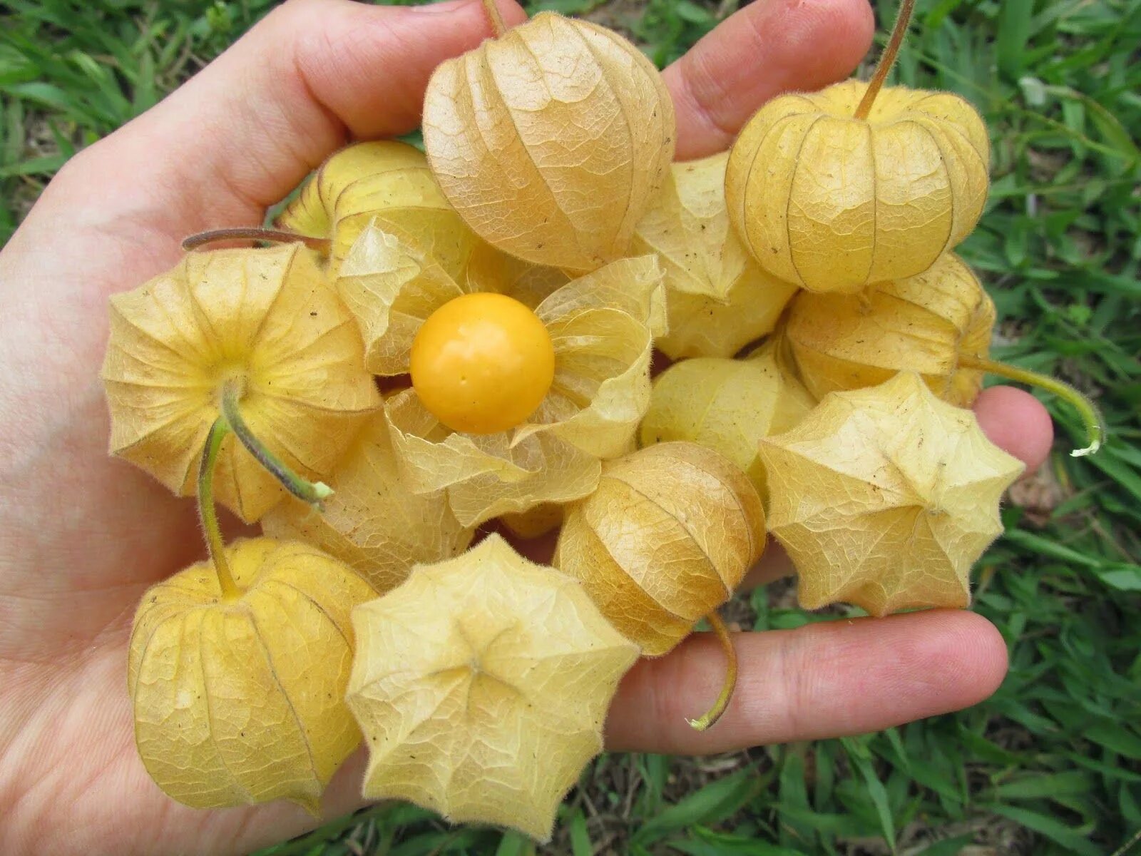 Физалис съедобный выращивание. Физалис. Физалис Fruit. Физалис Земляничный. Физалис джемовый.