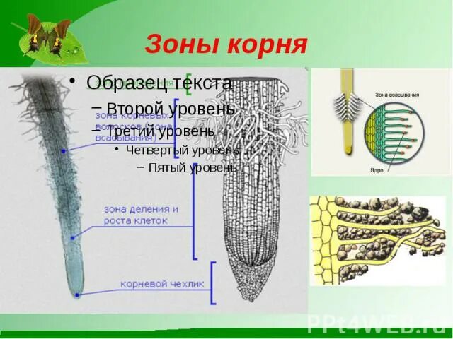 Зоны корня. Минеральное и Корневое питание растений. Корневое питание растений 6 класс. Зоны корня у растений.