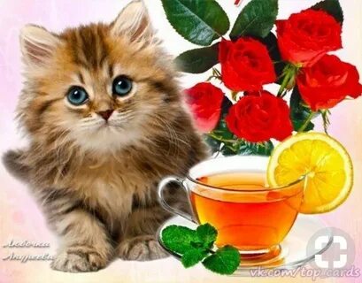 Доброго дня и хорошего настроения котики